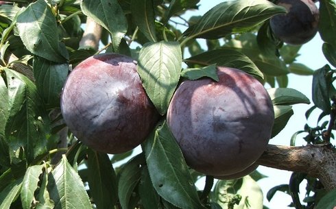 Слива сорт Блек Даймонд