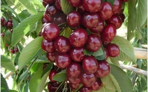 Вишня сорт Королева клоновидная