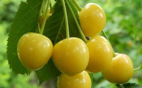 Черешня сорт Приусадебная желтая