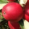 Яблоня сорт Ред Кетти