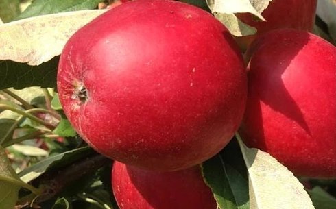 Яблоня сорт Ред Кетти