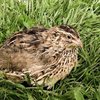 Эстонская порода перепелов (Estonian quail)