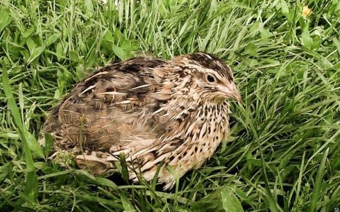 Эстонская порода перепелов (Estonian quail)