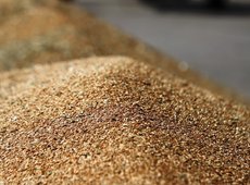 На 1 января в Казахстане запасы зерна  составили 15,8 млн тонн