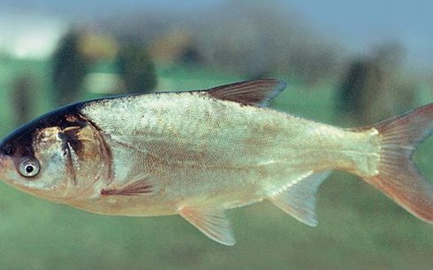 Ақ дөңмаңдай (Күміс түсті) (Silver carp white)