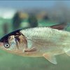 Ақ дөңмаңдай (Күміс түсті) (Silver carp white)