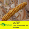 Кукуруза сорт Каз-ЛК171