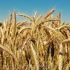 Пшеница сорта Карабалыкская черноколосая 20