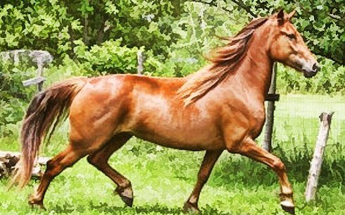 Канадская (Canadian horse breed)