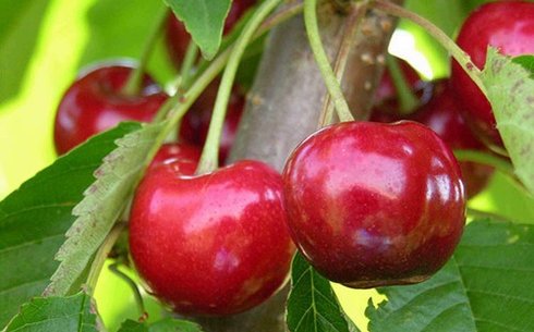 Черешня сорт 15-26-5