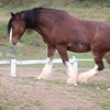 Клейдесдаль (Clydesdale)