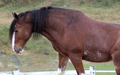 Клейдесдаль (Clydesdale)