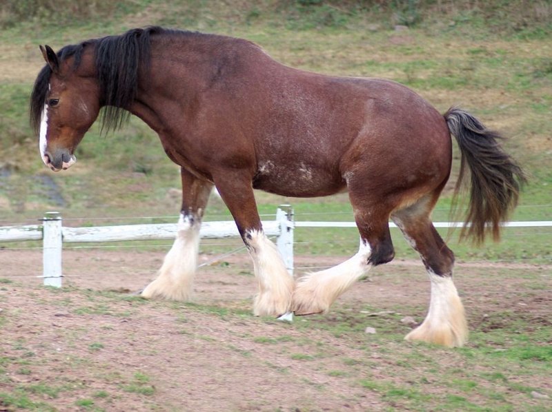 1526363831_clydesdale_1