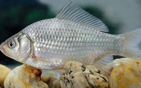 Серебряный карась (Carassius auratus)