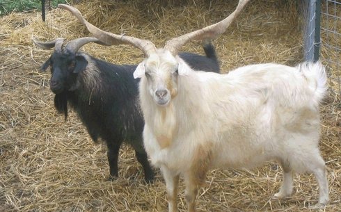 Кашемир ешкісі (Cashmere goat)