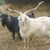 Кашемировая коза (Cashmere goat)