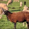 Эстон қара бас қой тұқымы (Estonian dark-headed sheep breed)