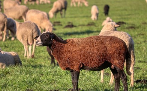 Эстон қара бас қой тұқымы (Estonian dark-headed sheep breed)