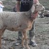 Қарабах қой тұқымы (Karabakh breed of sheep)