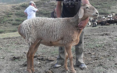 Қарабах қой тұқымы (Karabakh breed of sheep)