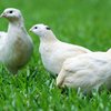 Английский белый перепел (English white quail)