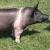 Гемпширлік шошқа (Hampshire pig breed)