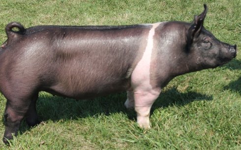 Гемпширлік шошқа (Hampshire pig breed)