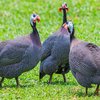 Мысыр құстарының күркетауық тұқымы (Turkeys and Guinea Fowl)