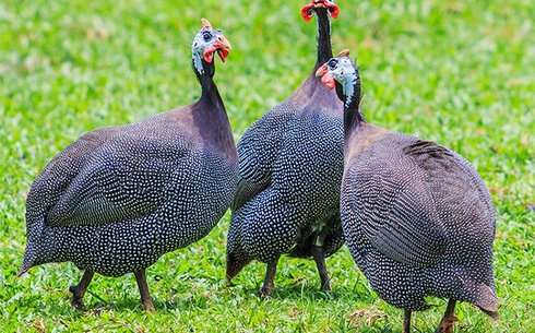 Индейковая порода цесарок (Turkeys and Guinea Fowl)