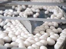 Казахстанские птицефабрики поставили в Россию более 600 тысяч яиц