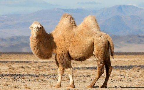 Бактриан порода верблюдов (Двугорбый верблюд) (Bactrian camel)