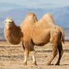 Бактриан порода верблюдов (Двугорбый верблюд) (Bactrian camel)