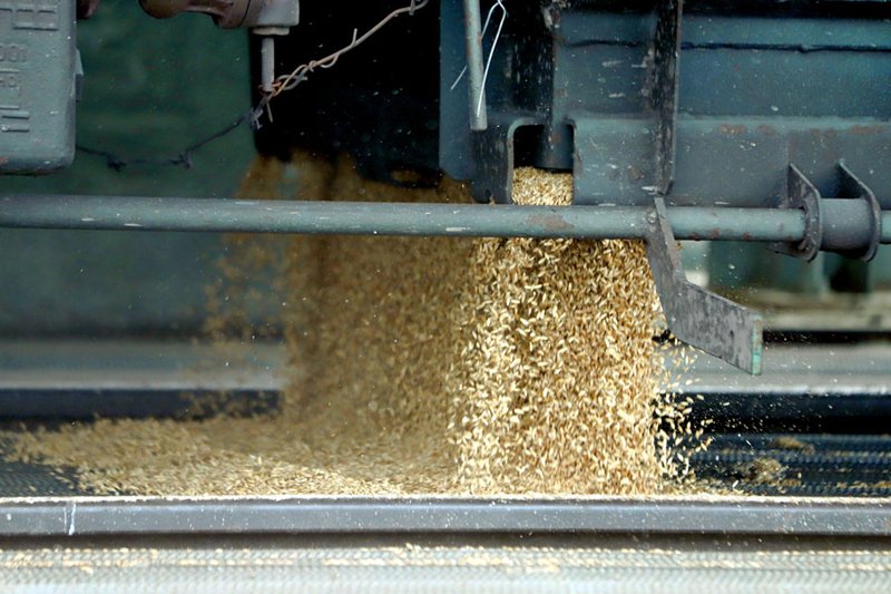 Железными дорогами Казахстана перевезено 8,8 млн тонн зерна