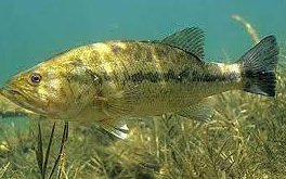 Бақтақ алабұғасы (Басс) (Trout perch)