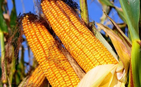 Порумбень 461 МВ жүгері сұрпы