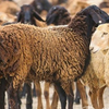 Курдючные овцы (Fat-tailed sheep)