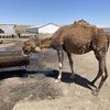 Аруана порода верблюдов (Aruana camel breed)