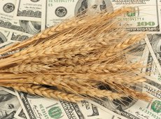 Цены на пшеницу стабильны, а тенге дешевеет