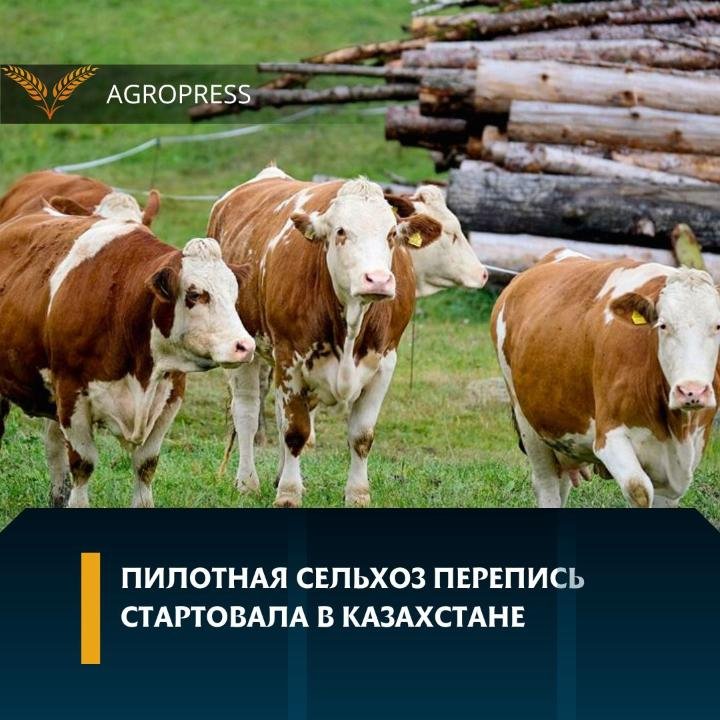 В Казахстане стартовала пилотная сельхозперепись