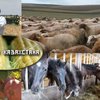 Фермеры Казахстана