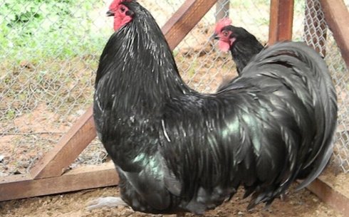 Қара австралорп (Australorp)