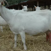 Мегрельская порода коз (Marl breed)