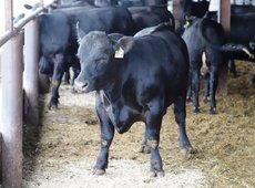 В Казахстане планируется продлить на шесть месяцев квоты на вывоз  бычков и баранчиков