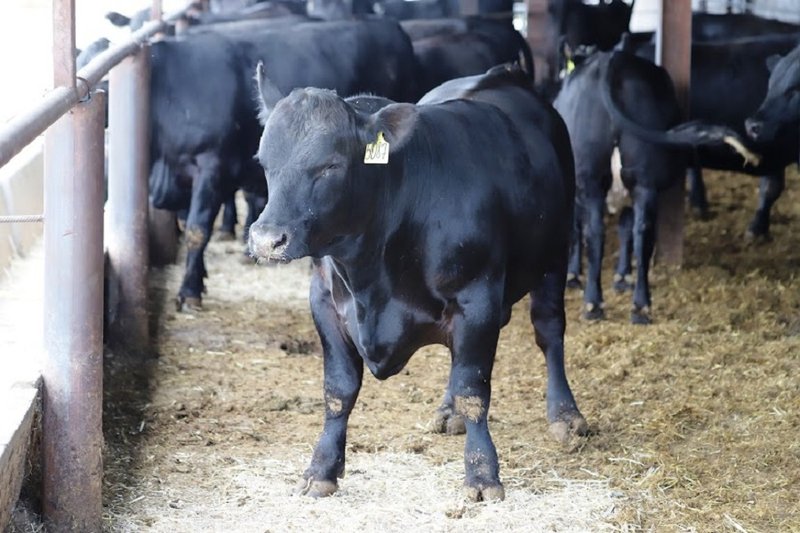 В Казахстане планируется продлить на шесть месяцев квоты на вывоз  бычков и баранчиков
