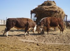 Племенной скот уходит под нож. Дешевеет пшеница, кукуруза и семена подсолнечника — АгроИнсайд № 84