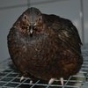 Английский черный  перепел (English black quail)