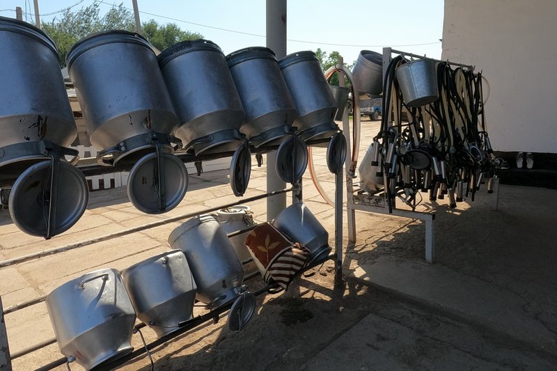 Фермеры вынуждены выливать молоко. Обработки против саранчовых — АгроИнсайд № 61
