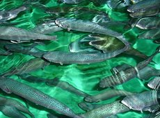 В Казахстане производство рыбы выросло в 4 раза