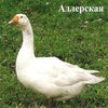 Адлерская порода гусей (Adler goose)