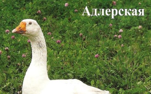 Адлер қаз тұқымы (Adler goose)